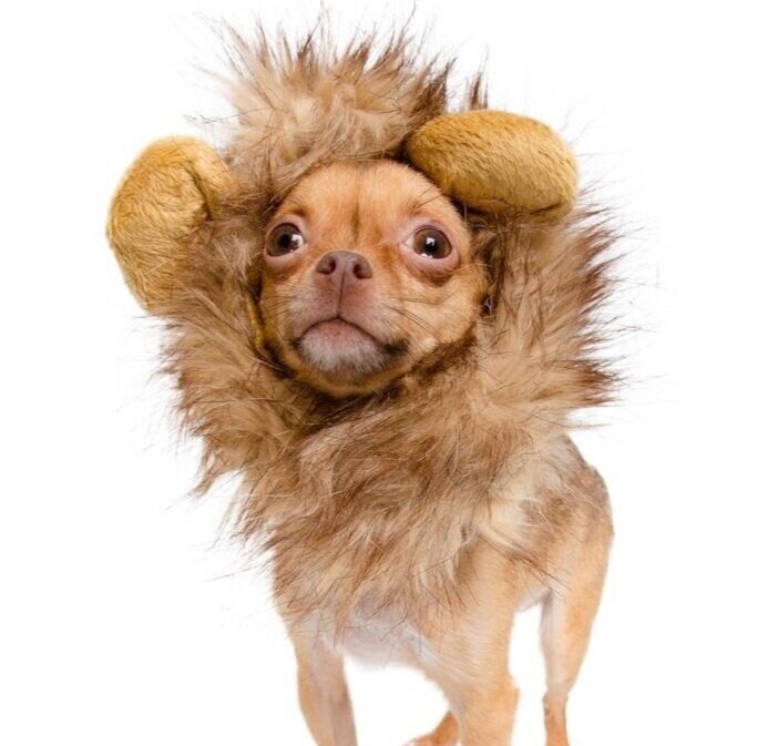 Chihuahua_Lion_Mane-_white1_3b18aba9-2f96-4d89-8f8b-f9d5f8df212e_1024x1024.jpg